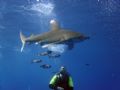 Beauty and the Beast 2, obviously beauty refers to the shark!