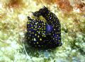 Caught in the act!! It almost made me feel dirty trying to get a shot of these Mating Nudibranch, in the Sea of Cortez, Baja California, Mexico