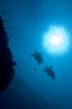 Freedom this is what came into my mind when I saw these turtles underwater. Taken with D70 at Sipadan, Malaysia.