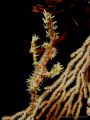 Ghost Pipefish. Olympus C-8080WZ, macro. Ikelite DS-125.