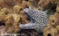 A Large Honeycomb Moray sitting in the shallows. Muscat Oman. Sea&Sea DX-8000G Natural Light
