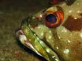 This photo of a Flag Cabrilla was taken in Baja California Mexico, whilst trying out a makeshift handheld Macro Lens