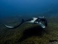 Manta Ray cast shadow over the coralgarden at 9 meters. Olympus C-8080WZ