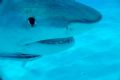 Business end of a tiger shark at Tiger Beach.