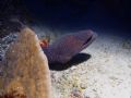 Big moray just looking around. Small Brother Island, Red Sea