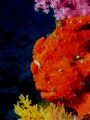 Frogfish sitting on his pinnacle at 105 feet. Olympus C-8080WZ / Ikelite DS-125.