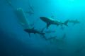 Just before the sardine run we came across this pack of around 40 female blacktip sharks, streamlined fighterplanes of the deep blue, an ocean full of entropy.
