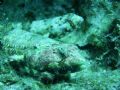 The Infamous Lizard Fish, looking a little intimidating from this angle. Taken at Maeda Point, Okinawa.