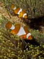 Anemonefish on patrol. Olympus C-8080WZ / Ikelite DS-125