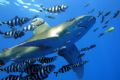 longimanus in the blue
