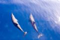 Dolphines, for a long time this 2 dolphines were swimming infront of our diving boat