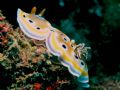 Twin Chromodoris Nudibranch. Olympus C-8080WZ / Ikelite DS-125