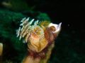 Christmas Tree Worm. Nikron S3 digital with in-camera flash. Approximately .2 meters.
