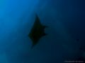 Manta Ray cruising by above. Olympus C-8080WZ