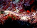 40 cm of beauty....fireworm at 24 meter.