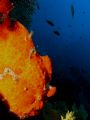 Frogfish... doing nothing. Olympus C-8080WZ / Ikelite DS-125