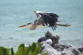 Heron