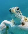 Hey Dude...have you seen my cousin Crush?