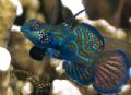 Mandarin fish, a male waiting for his female