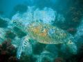 This turtle was getting a clean and didnt care that I was hanging around
I used a Minolta Dinax with built in flash