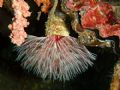 Pretty fanworm Raja Ampat