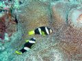 Two Clarks Anenome Fish. December 2005