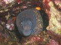 Moray