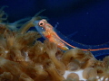 Southern smoothhead glass Blenny 
Bonaire