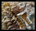 Sea horse face