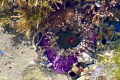 This is a gem sea anemone showing its amazing purple base!