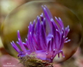 Flabellina Spain