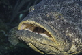 goliat grouper at lunch time