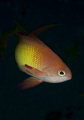 Male Anthias on Mafia Island