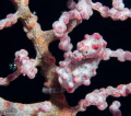 Pygmy Seahorse
