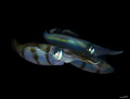 Squad of squids