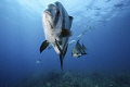 atlantic spadefish swimming 1/3