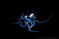 I am a real octopus(Macrotritopus) than a Alien.