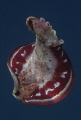 Spanish dancer swimming
