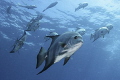 atlantic spadefish swimming 2/3
