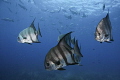 atlantic spadefish swimming 3/3