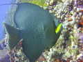Just got back from Puerto Morelos doing some drift dives. The visablity is not that great but you can get really close on your shots at times.

