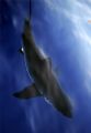This was taken over the side of our boat at the famed Great White spot of Guadalupe island, Mexico. A polariser helped cut down glare off the water.