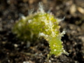 Elysiella pusilla saying hello