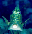 live aboard trip in Belize