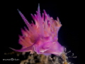 Flabelllini affanis