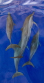 Spinner dolphins riding the bow wave of our dive boat.