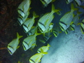Puertos Morelos in Mexico diving. The low season so not many diving. Currents can be quick at time so pay attention to your buddy.
