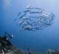 School of Barracudas, Scoglio del Medico, Ustica