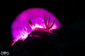 Title : Purple Moon
Location : Sibuan Island, Semporna, Malaysia
Camera: Nikon D7000
Housing :Nauticam NA-D7000
Lens : Nikkor 105mm f/2.8L Macro
Diopter : F.I.T +5 & +8
Strobe : None
Lighting: MiniGear MS-03
Setting : 1/250 f29 Iso 100