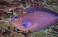 This intimate portrait of a Vlaming's unicorn fish and cleaning wrasse just appealed to my love of design and colour.